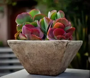 A-suculenta-orelha-de-elefante-é-uma-planta-que-se-destaca-pelo-formato-textura-e-cor-de-suas-folhas.-Fonte-Hablemos-de-Flores