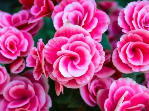 Begonia rosa
