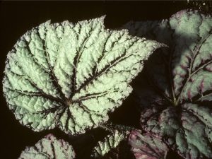 Folhagem da begonia