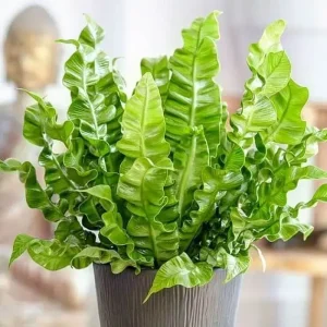 O-asplênio-ou-asplenium-nidus-é-uma-planta-de-origem-asiática.-Fonte-Shahregol2_