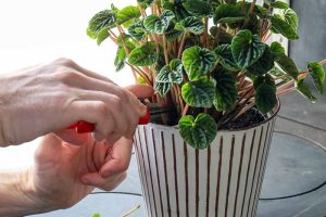 Pruning-Peperomia-Plant