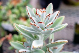 artigo-sobre-como-cultivar-kalanchoe-tomentosa