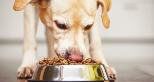 best-senior-dog-food-hero-1024x548