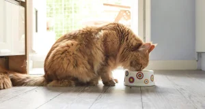 cat_always_hungry