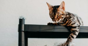 Pelos do seu pet por tudo? RESOLVA ISSO JÁ com dicas e hábitos PRÁTICOS