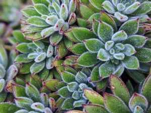 espécie de suculenta pilosa