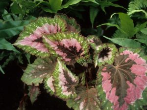 folhagem bicolor da begonia
