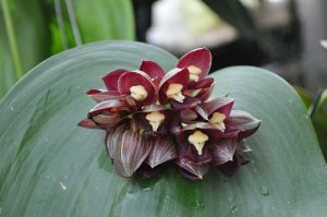 orquídea Pleurothallis
