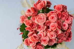 6 plantas de interior que florescem com pouca luz