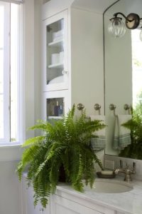 plantas-para-banheiro-samambaia-americana