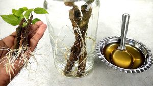 uso de mel para enraizar estacas de plantas