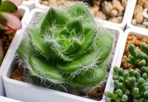Bearded-Leaved-Crassula-Crassula-barbata