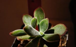 Crassula-rogersii