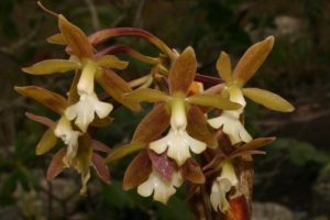 Epidendrum-scalares