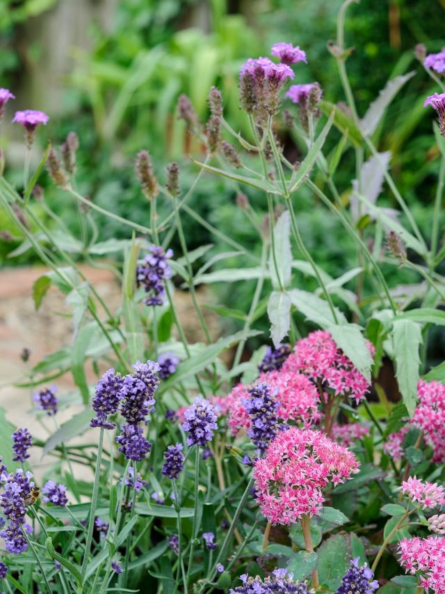 jardim com várias flores