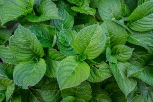 folhas de hortênsia