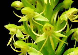 habenaria-repens-2