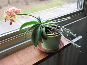 orquídea com raízes aéreas em janela