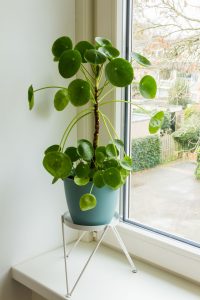 pilea peperomioides em janela