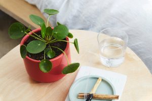 pilea peperomioides em mesa