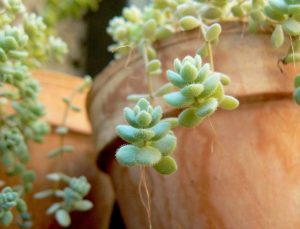 sedum-dasyphyllum-1024x780