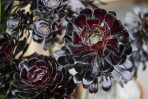 Aeonium Arboreum Zwartkop