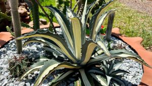 Agave americana