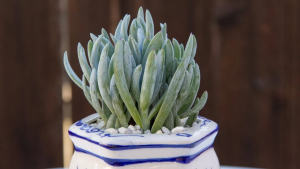 Giz-azul (Senecio mandraliscae)