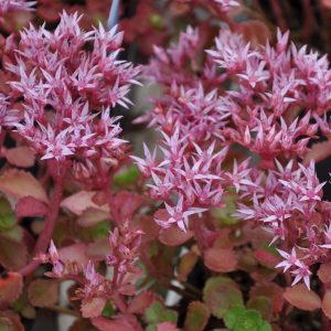 Sedum spurium Purpurteppich