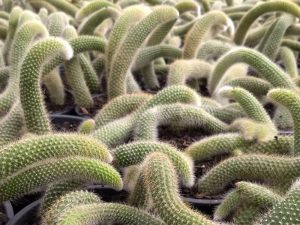 (Imagem: Reprodução/ Minhas Plantas)
