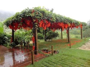 caramanchao com trepadeira