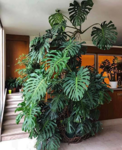 costela-de-adão em grande tamanho dentro de casa