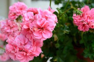 gerânios cor-de-rosa