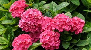 hortênsias cor-de-rosa