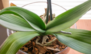 orquídea dormente