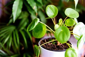 pilea peperomioides em vaso