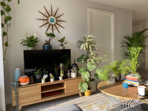 sala de estar com várias plantas ao redor da TV