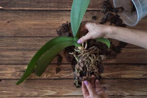 salvar orquídea