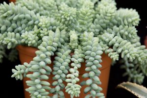suculenta rabo-de-burro (Sedum morganianum)