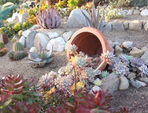 suculentas no jardim