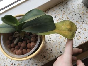 tentar salvar orquídea