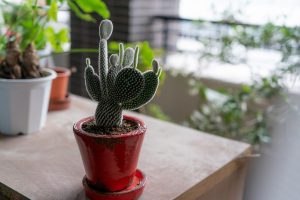 vaso com cacto do gênero opuntia