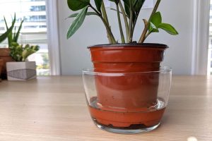 vaso de zamioculca com irrigação inferior