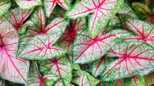 Caladiums