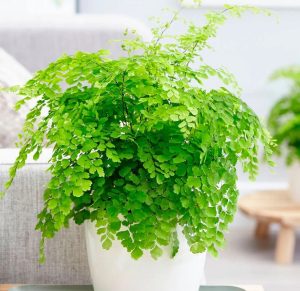 como cultivar avenca