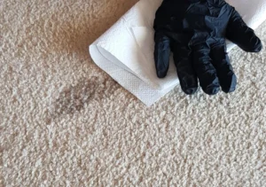 gloved-hand-wiping-carpet-with-paper-towel
