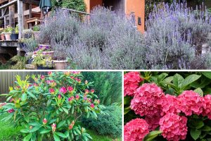 plantas arbustivas
