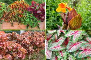plantas com folhagem colorida para jardim