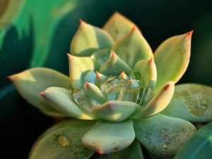 suculenta echeveria