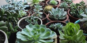 suculentas em vasos